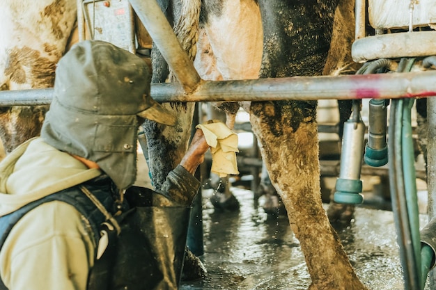 Premium Photo | Man cleaning a cow's teats before milking them. jobs