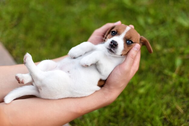 Premium Photo Man Holding Cute Puppy Jack Russel In Hands