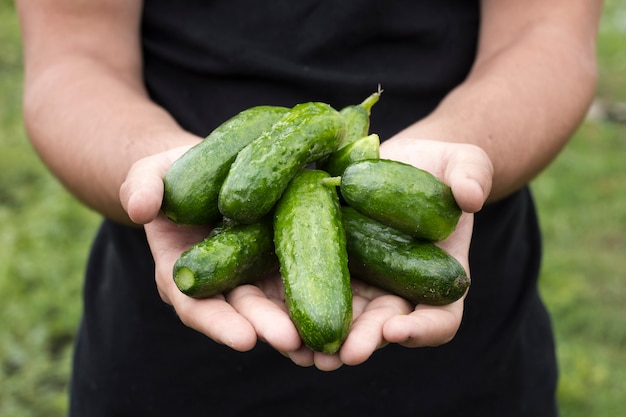 Man holding fresh cucumbers Photo | Free Download