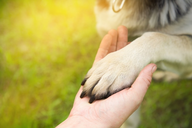 A man holds the paw of the dog in the park in the summer at sunset. the concept of friendship, teamwork, love Premium Photo