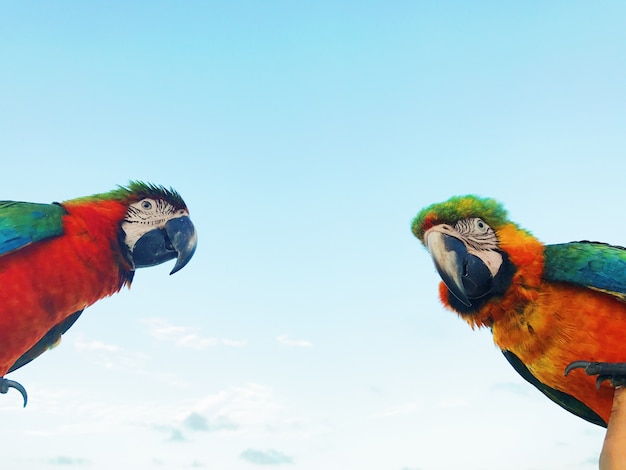 Photo of two parrots | Photo: Freepik