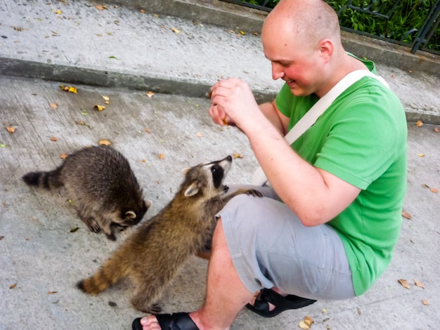 premium-photo-the-man-is-feeding-raccoons-domestication-of-wild