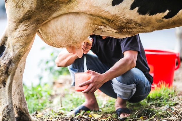 Free Photo | Man milking a cow