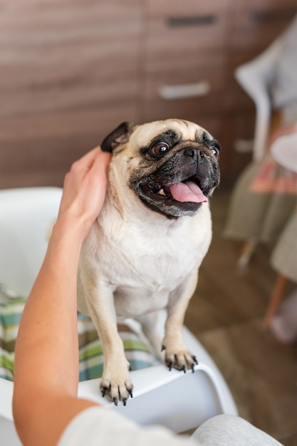 パグ犬をなでる男 犬と飼い主の屋内 ペット 一体感 友情の概念 ペットの採用 プレミアム写真