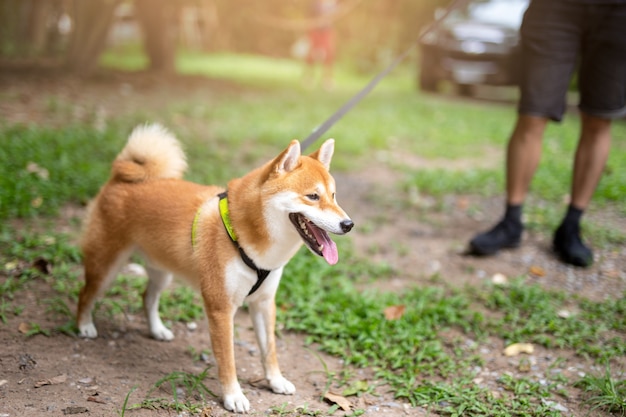 Man Taking Shiba Inu Dog On Leash Walking In The Park Photo