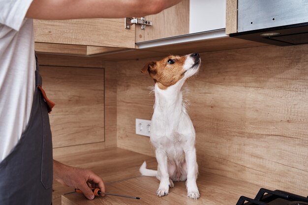 Dog on kitchen cabinet