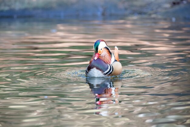 Premium Photo | The mandarin duck mandarin teal or just mandarin is a ...