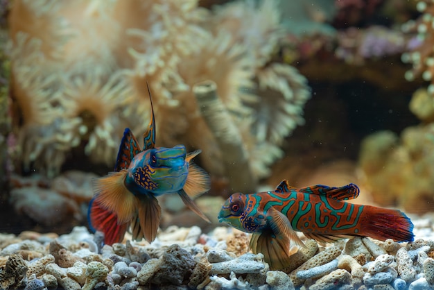 サンゴとマンダリンの魚 プレミアム写真