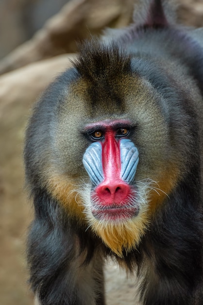 Premium Photo | Mandrillus sphinx monkey