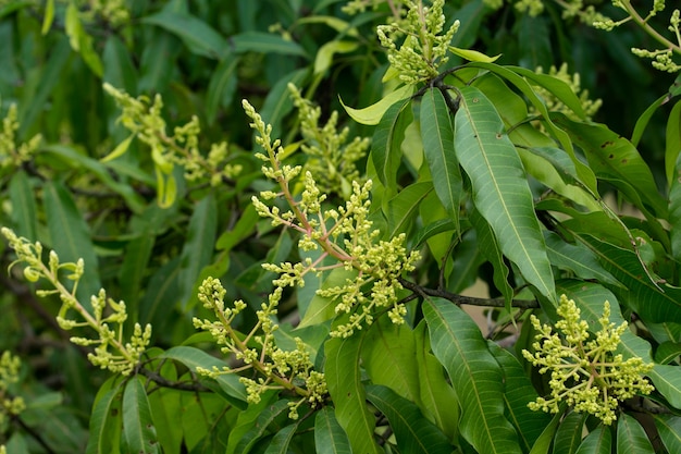 Premium Photo | Mango flowers