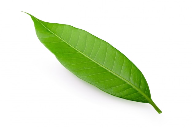 Premium Photo Mango Leaf Isolated On White