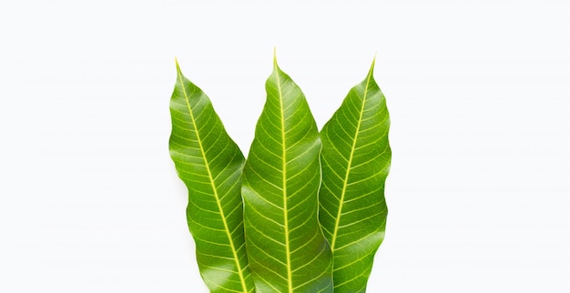 premium photo mango leaves on white https www freepik com profile preagreement getstarted 5391505