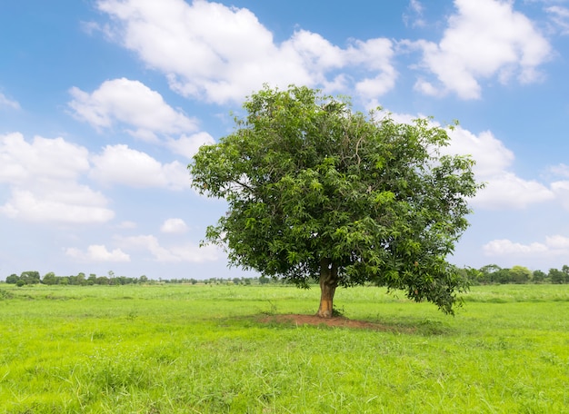 Манговое дерево фото