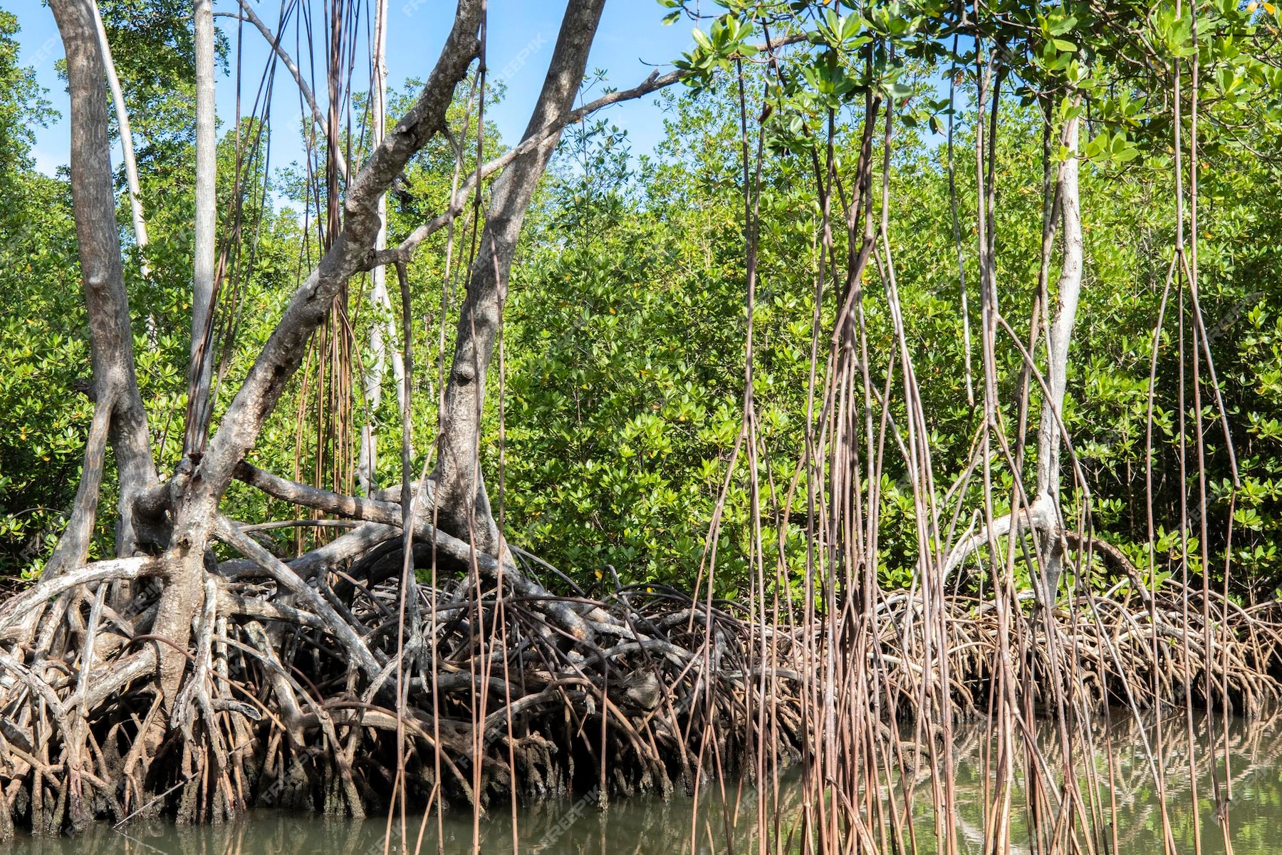 Premium Photo | Mangrove forest in national park los haitises dominican ...