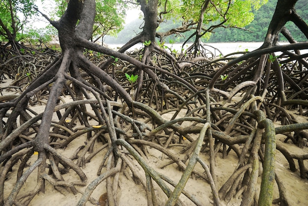 Premium Photo | Mangrove plants growing in wetlands