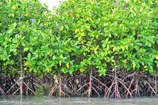 Premium Photo | Mangrove plants