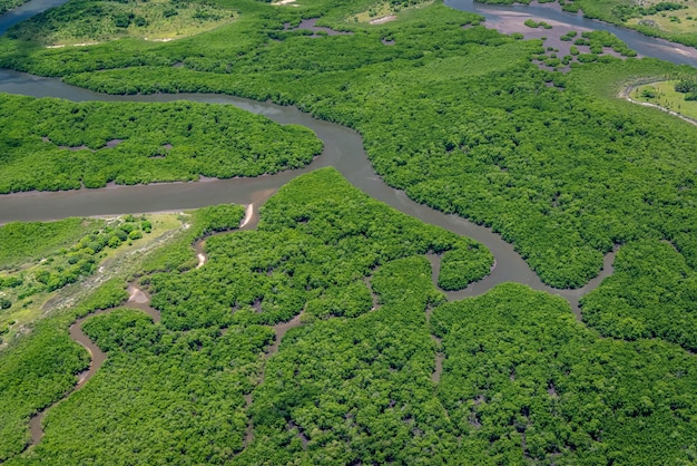 Premium Photo Mangrove Recife Pernambuco Brazil Nursery Of Several Species Aerial View