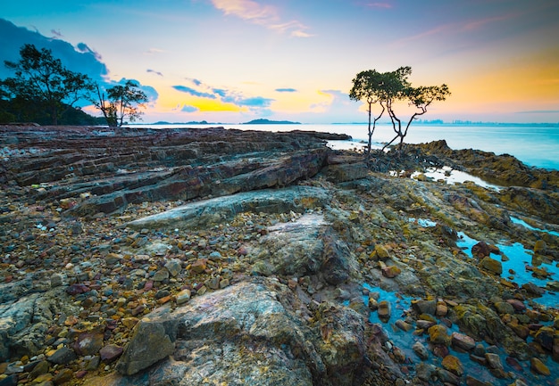 Premium Photo | Mangrove trees and coral at tanjung pinggir beach on ...