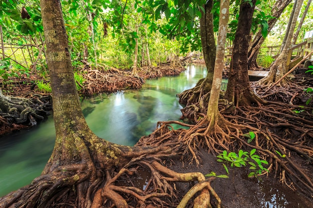 Mangrove trees in a peat swamp forest at tha pom canal area krabi ...