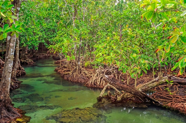mangrove-trees-peat-swamp-forest-tha-pom-canal-area-krabi-province-thailand-srgb-color-prof_38810-1579.jpg