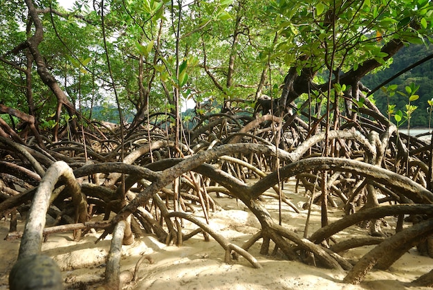 Premium Photo | Mangrove