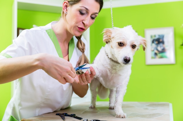 dog grooming salon