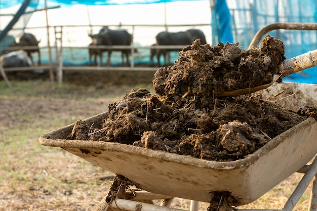 Premium Photo | Manure or cow manure for cultivation and agriculture.