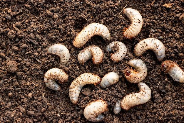 Premium Photo | Many beetles on loose soil in cultured farms.