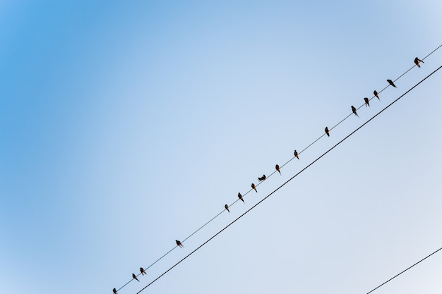 Premium Photo | Many bird come togher power lines over clear sky, birds ...