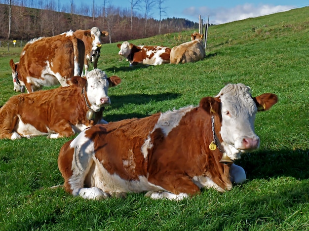 緑の牧草地でリラックスした多くの茶色と白の牛 プレミアム写真