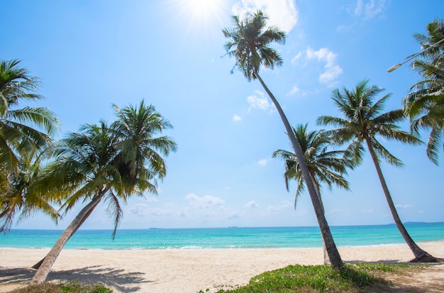 Premium Photo | Many coconut palms on the beach background sea and sky ...