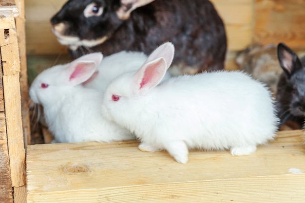 Premium Photo | Many different small feeding rabbits on animal farm in