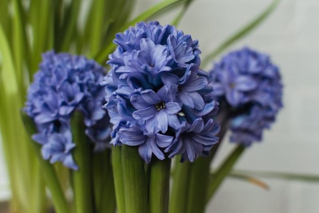 青の多くのヒヤシンスの花 プレミアム写真