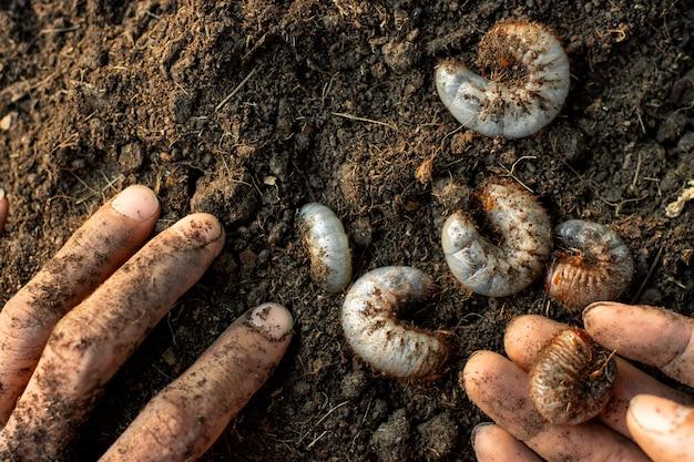 premium-photo-many-larvae-of-the-beetle-are-in-loamy-soil