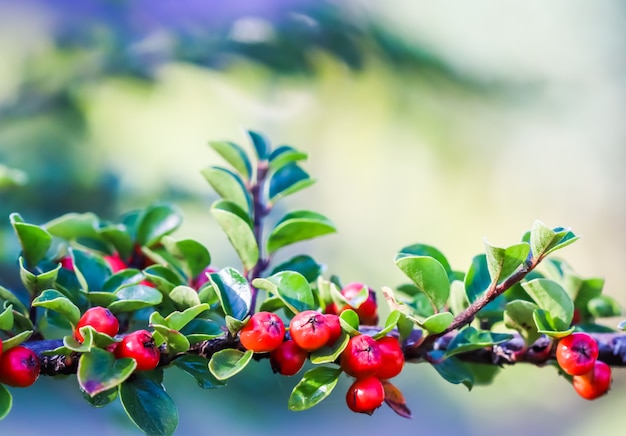 Premium Photo Many Red Fruits On The Branch Of A Cotoneaster