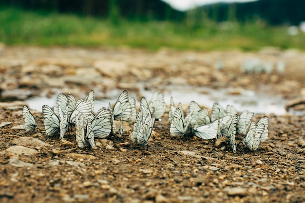 Premium Photo | Many white butterflies is on the pebbles