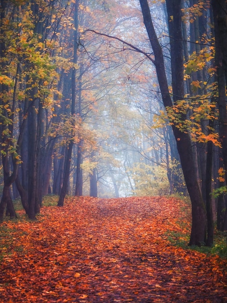 Premium Photo | Maple alley with fallen leaves through a mystical ...