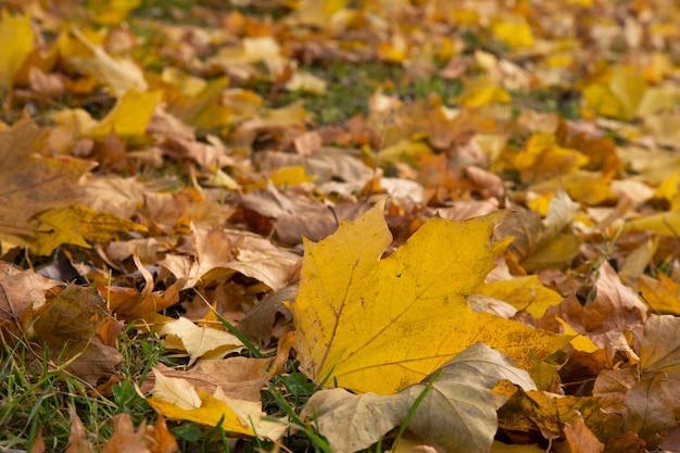秋に木から落ちたカエデの黄色い葉 10月 しおれ プレミアム写真