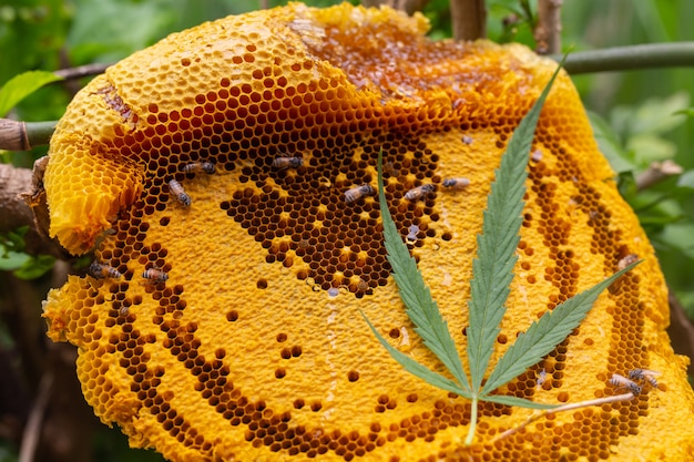 Marijuana and honeycomb. Free Photo