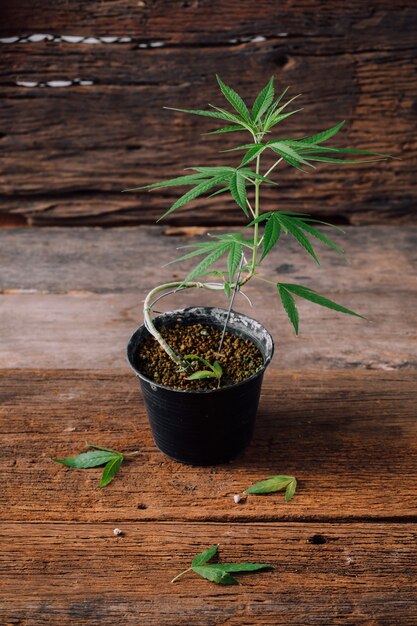 Фото марихуана в горшке компост для конопли