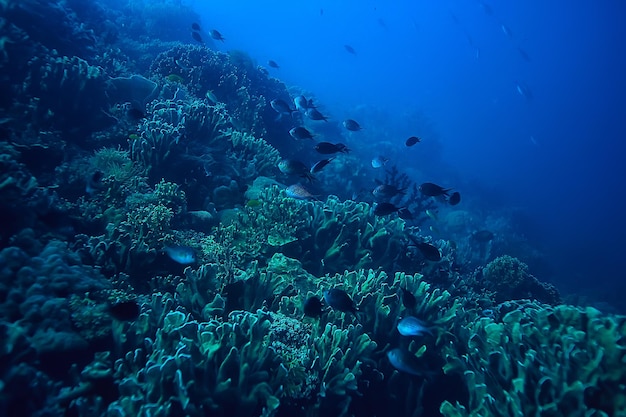 Premium Photo | Marine ecosystem underwater view / blue ocean wild ...