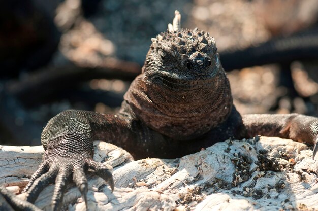 マリンイグアナ Amblyrhynchus Cristatus プンタエスピノーザ フェルナンディナ島 ガラパゴス諸島 エクアドル プレミアム写真