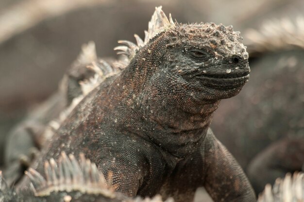 マリンイグアナ Amblyrhynchus Cristatus プンタエスピノーザ フェルナンディナ島 ガラパゴス諸島 エクアドル プレミアム写真