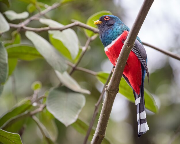 Premium Photo | Masked trogon (trogon personatus) after feeding on a ...