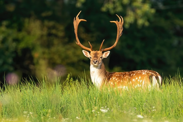Massive fallow deer stag with antlers 