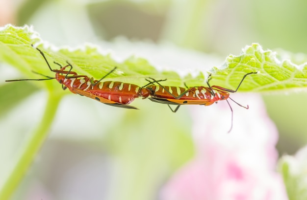 昆虫の交配 赤いコットンバグ コットン染色剤 Dysdercus Cingulatus プレミアム写真