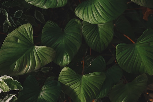 Premium Photo | Matte tropical green leaves background