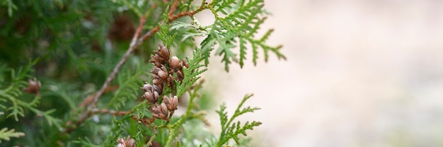 성숙한 콘 동양 Arborvitae 및 단풍 Thuja 갈색 씨 콘과 함께 Thuja 잎의 밝은 녹색 질감의 닫습니다 배너 프리미엄 사진