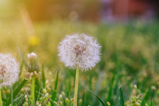 Mature dandelion. spring background. green grass. Premium Photo
