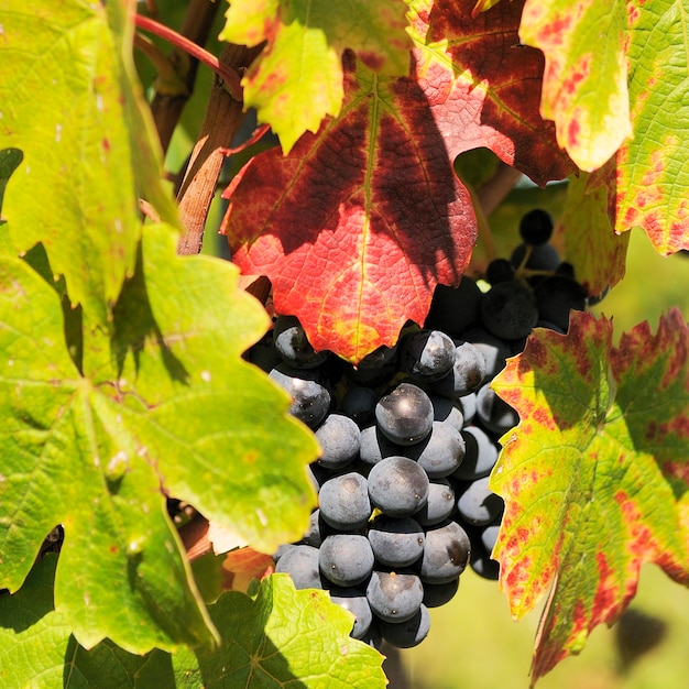 Premium Photo | Mature grape-vine wait the harvesting in france